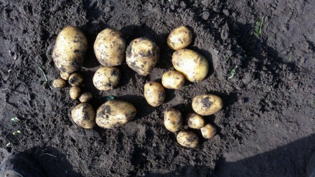 Opbrengst Frieslander aardappel , 20 stuks van een plant.
